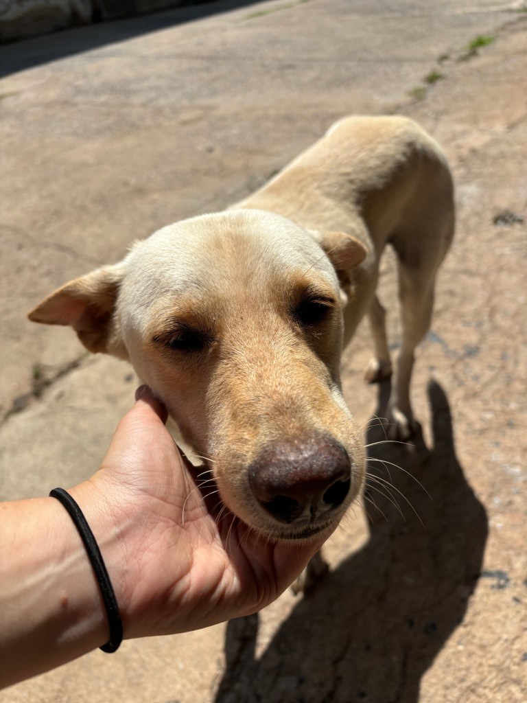 Santa - medium size white dog