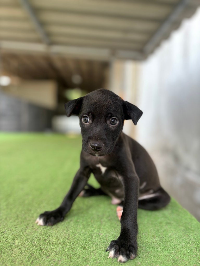 Cosmo - a male, black puppy with white feet