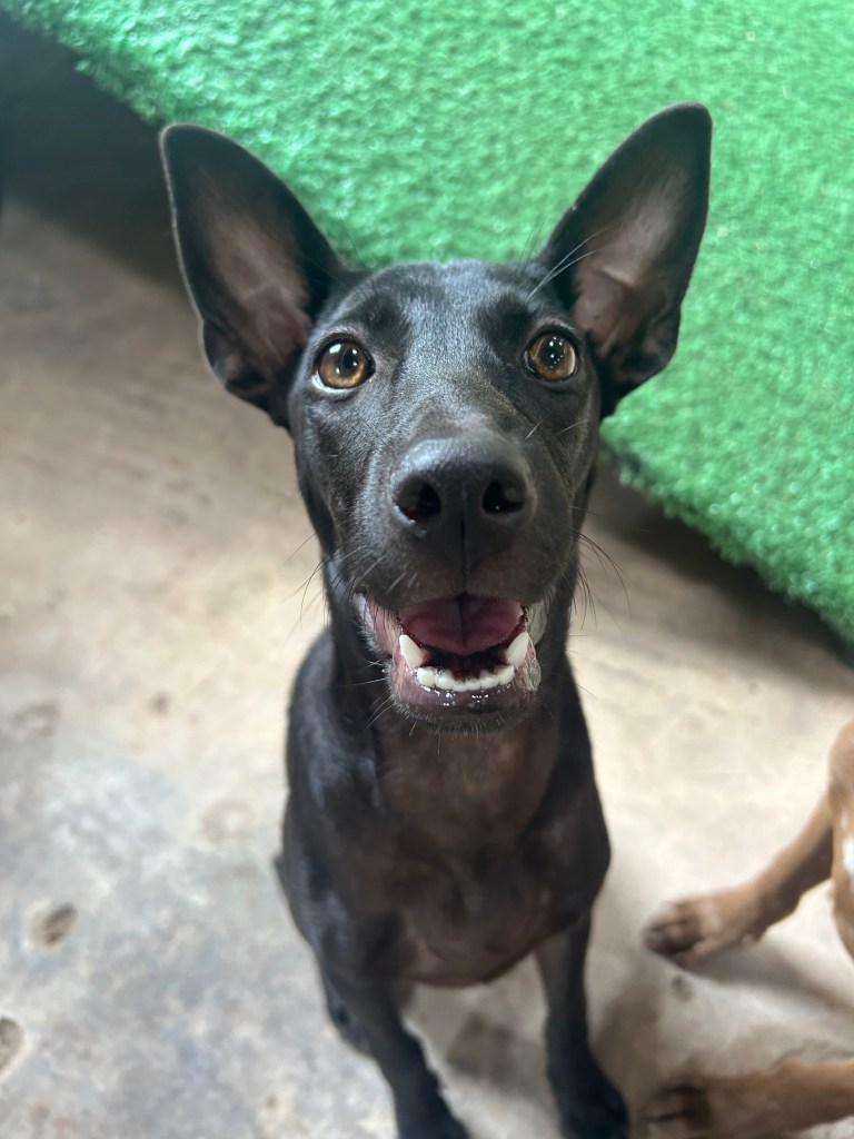 Luna, an all black dog