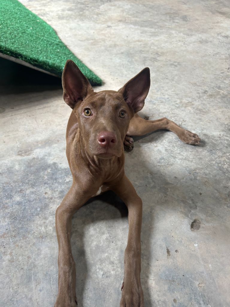 Haggis an all brown dog