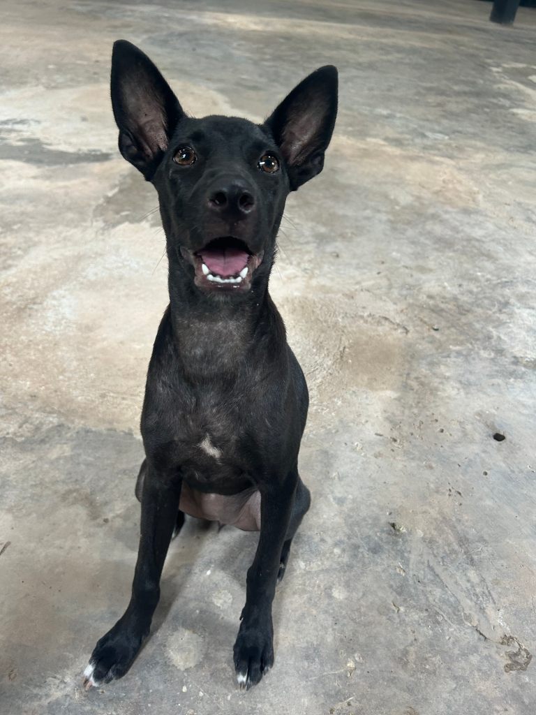 Nova, an all black dog with white paws