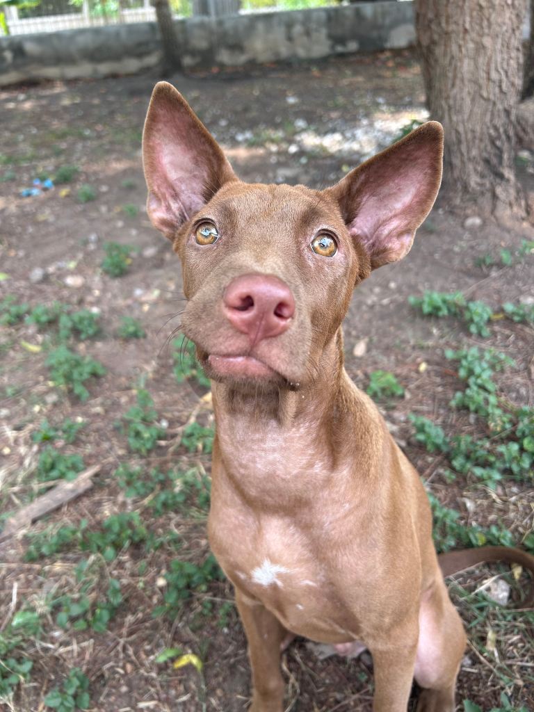 Haggis an all brown dog