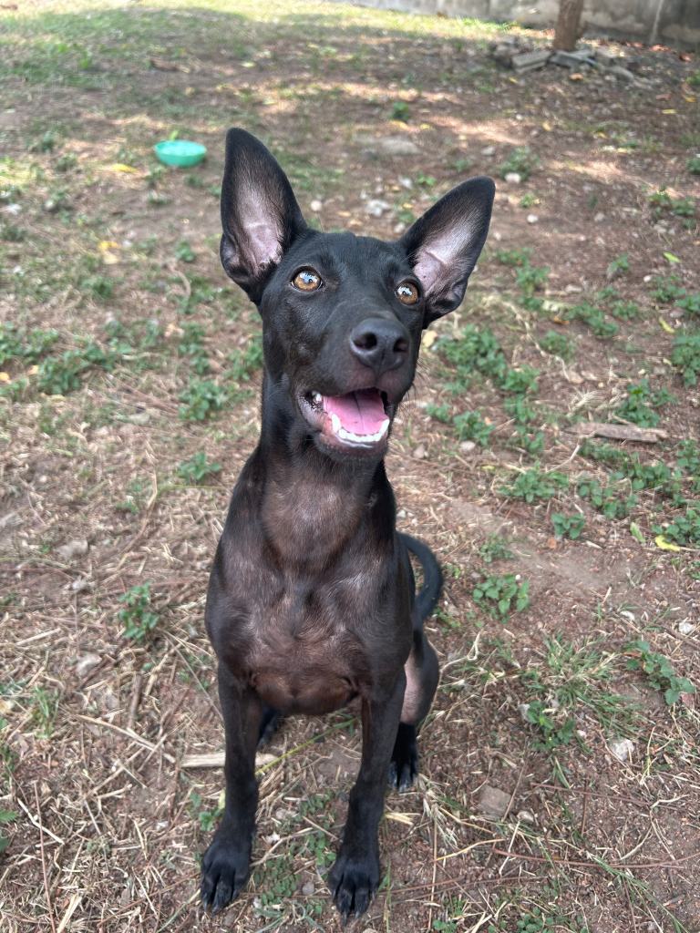 Luna, an all black dog