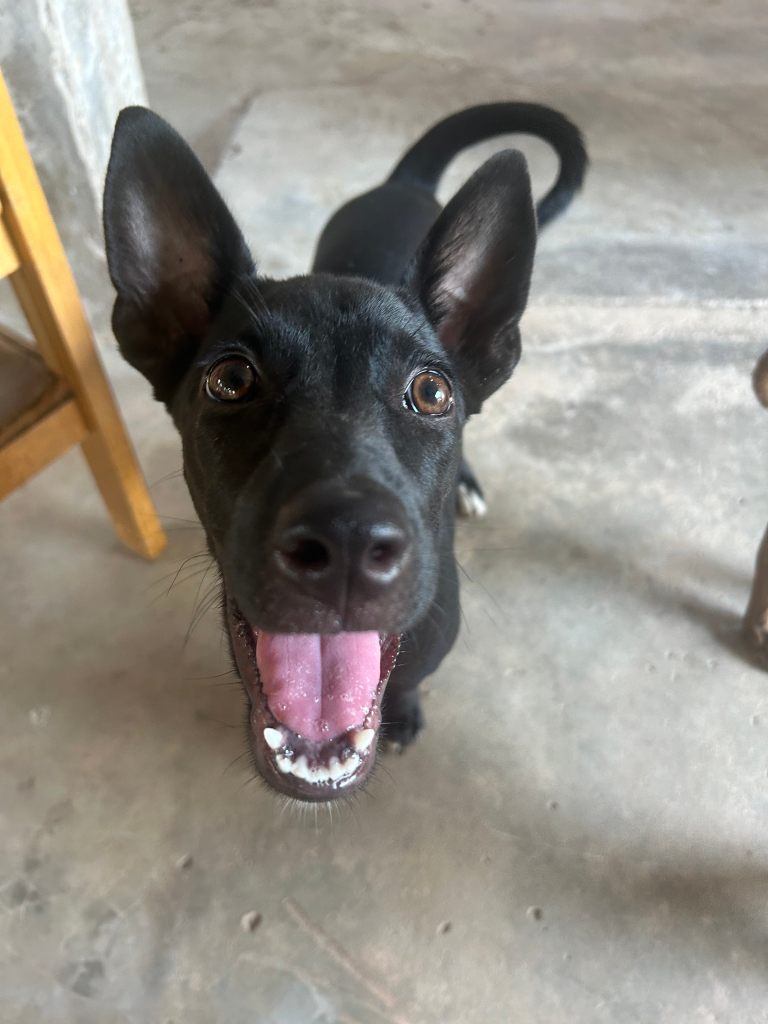 Nova, an all black dog with white paws