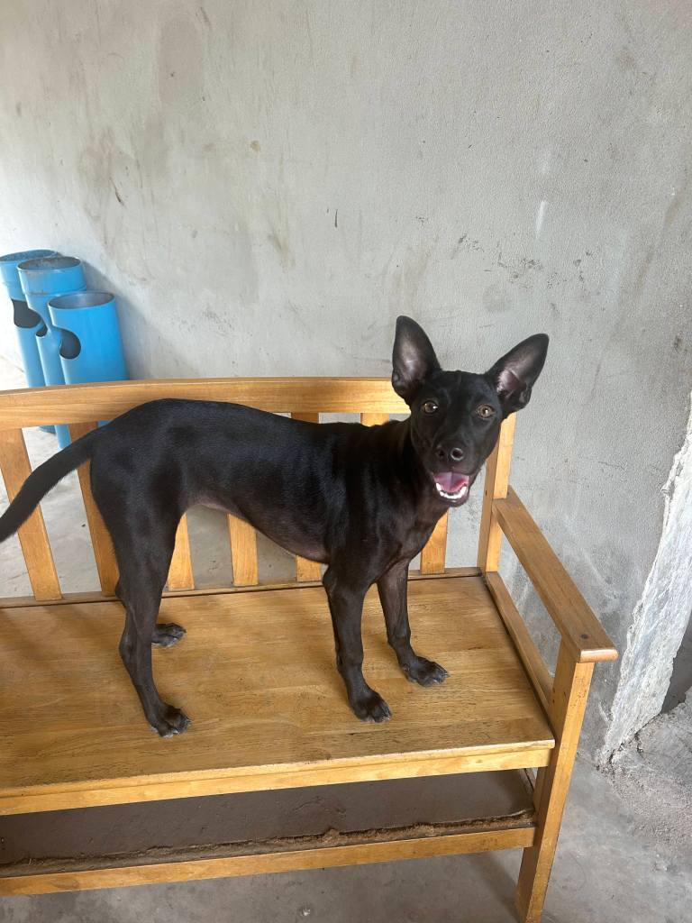 Luna, an all black dog