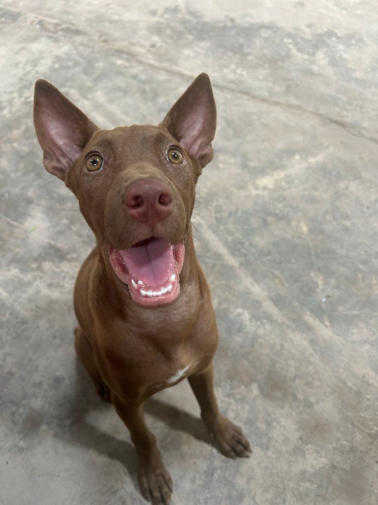 Haggis an all brown dog