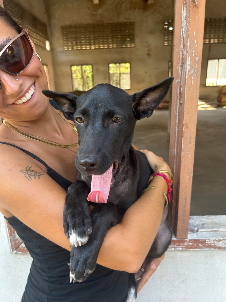 Nova, an all black dog with white paws
