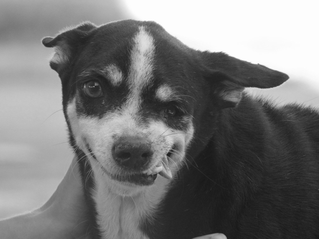 QT - A small, old dog with white and black fur. She has a disfigured jaw, so her tongue stuck out