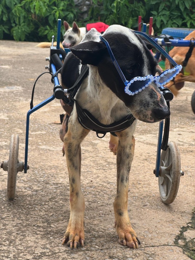 Denny - a large black and white dog who is paralysed in his hind legs