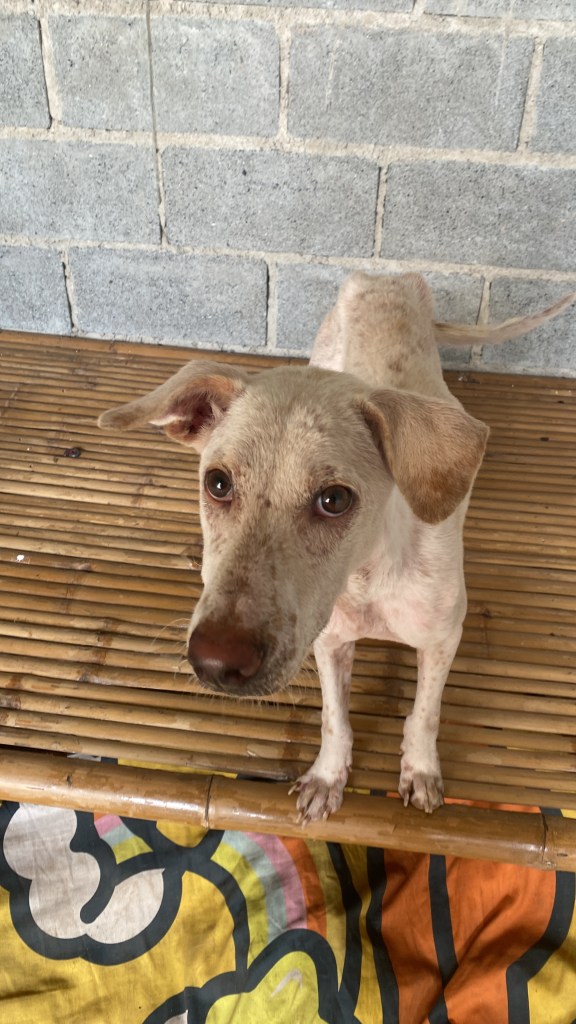 Hope - A slim medium sized white dog