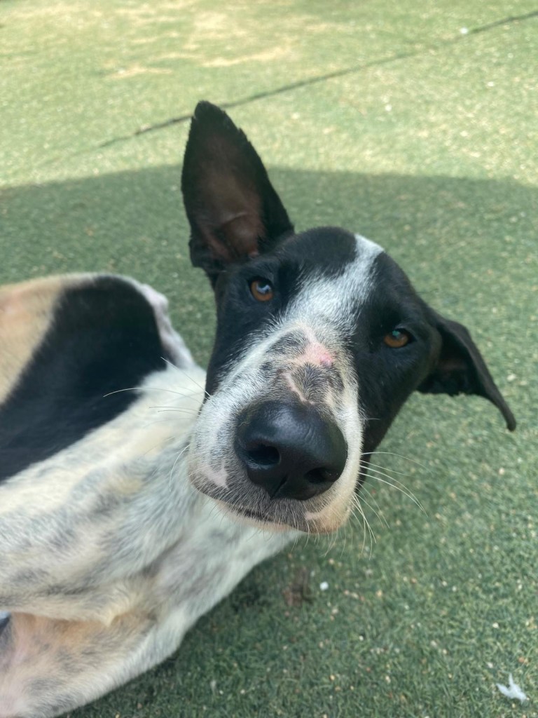 Denny - a large black and white dog who is paralysed in his hind legs