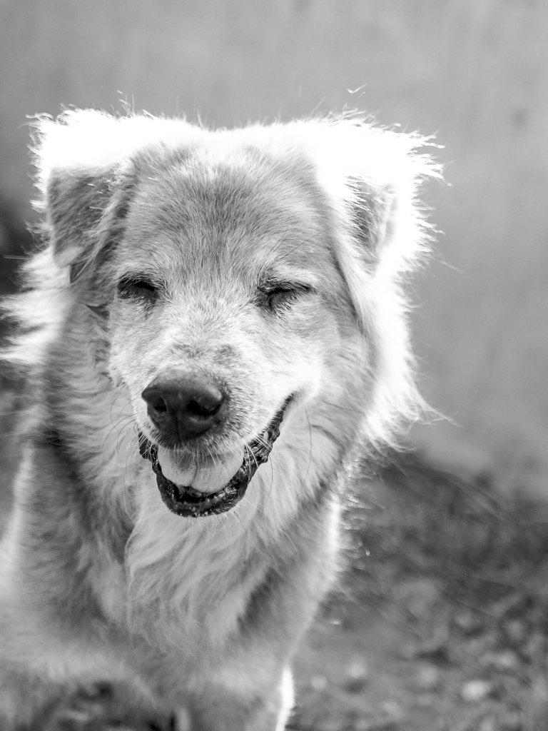 Bruno - a large, furry old dog