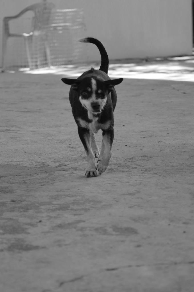 QT - A small, old dog with white and black fur. She has a disfigured jaw, so her tongue sticks out