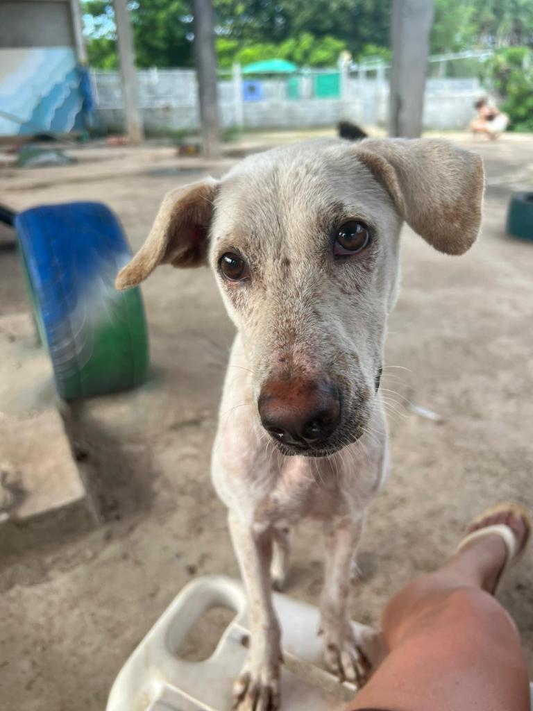 Hope - A slim medium sized white dog