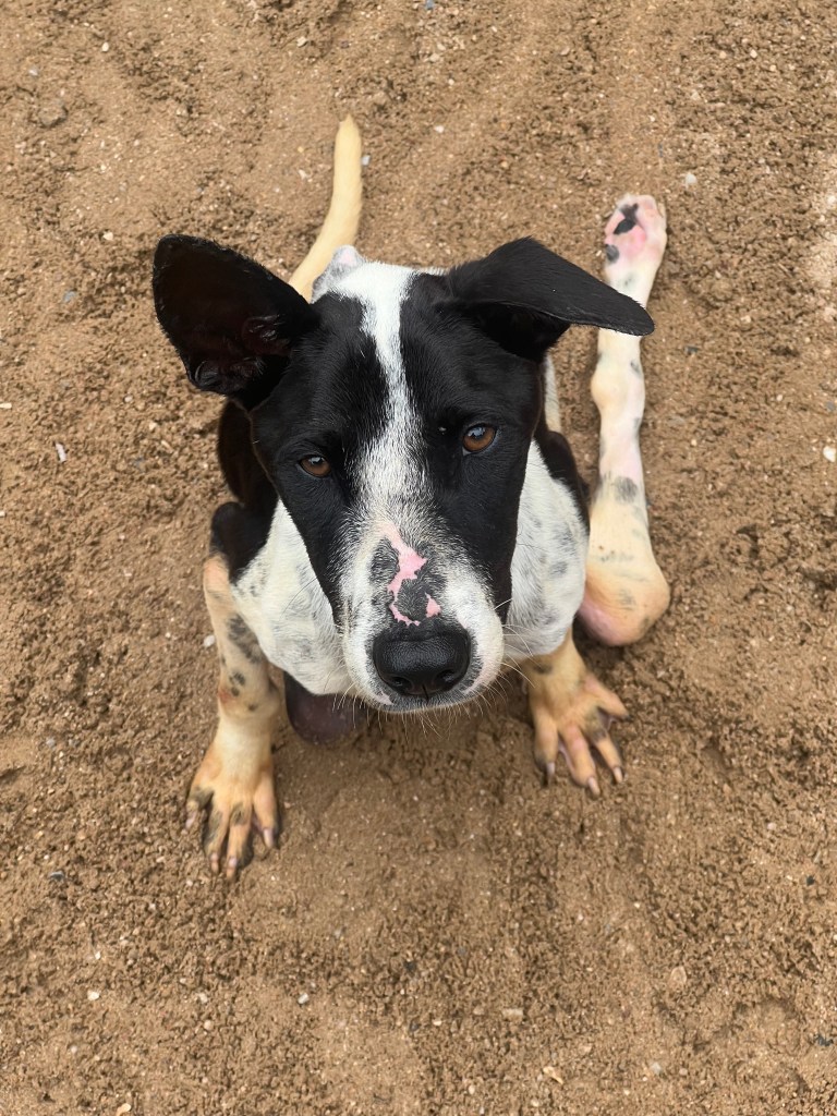 Denny - a large black and white dog who is paralysed in his hind legs