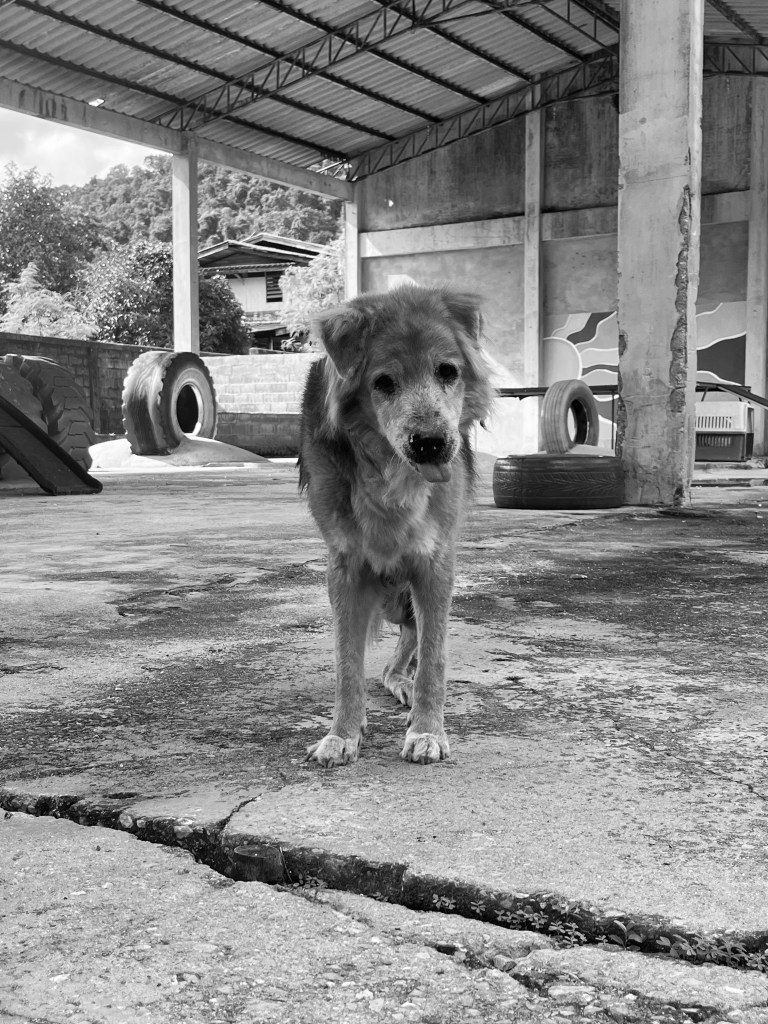 Bruno - a large, furry old dog