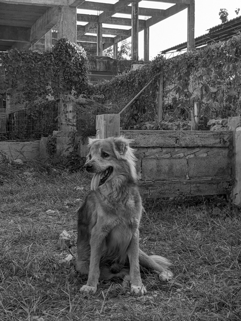 Bruno - a large, furry old dog