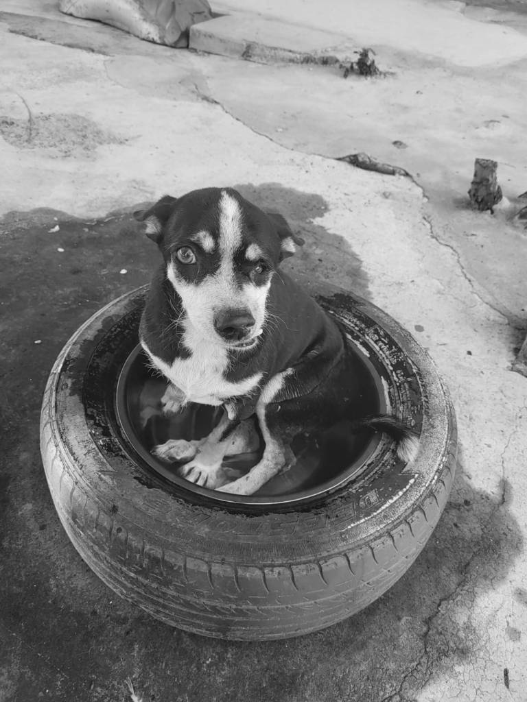 QT - A small, old dog with white and black fur. She has a disfigured jaw, so her tongue sticks out