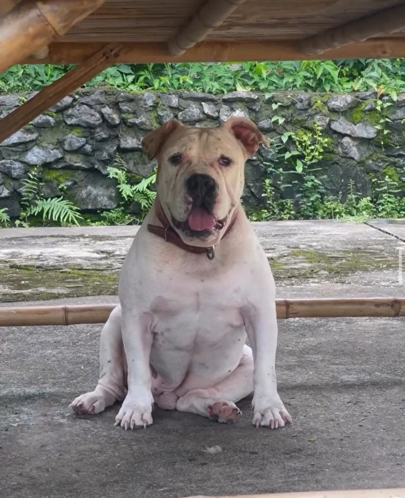 Tank, a large white dog.
