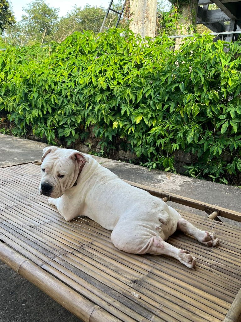 Tank, a large white dog.