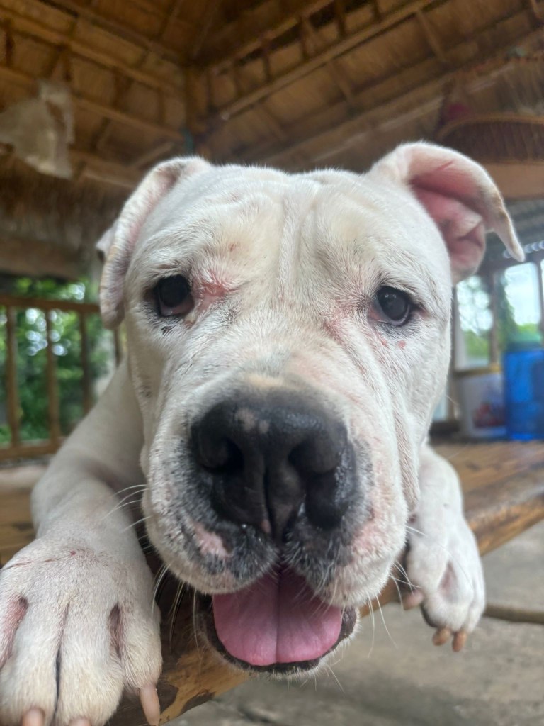 Tank, a large white dog.