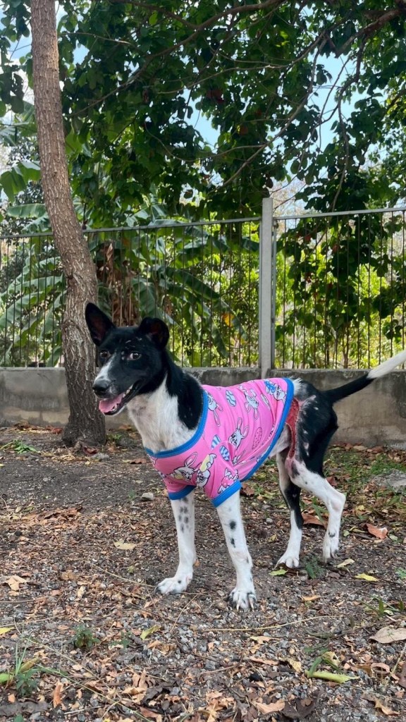 Katie, a black and white dog wearing pink pyjamas.
