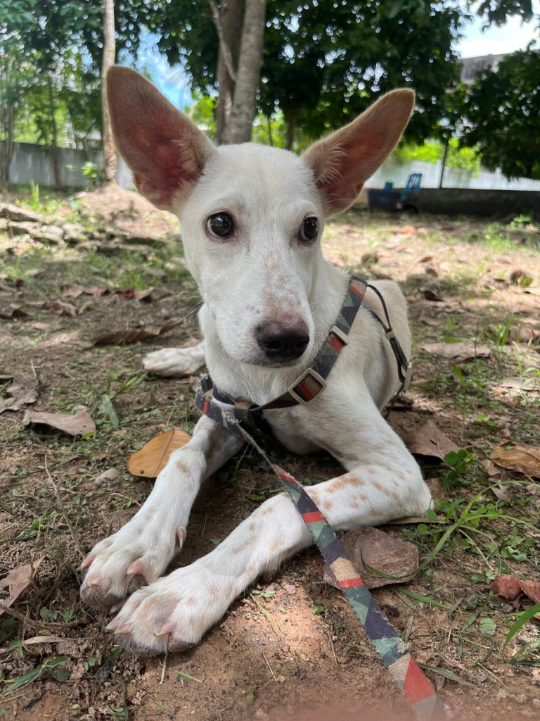 Blossom, a white dog with large pointed ears