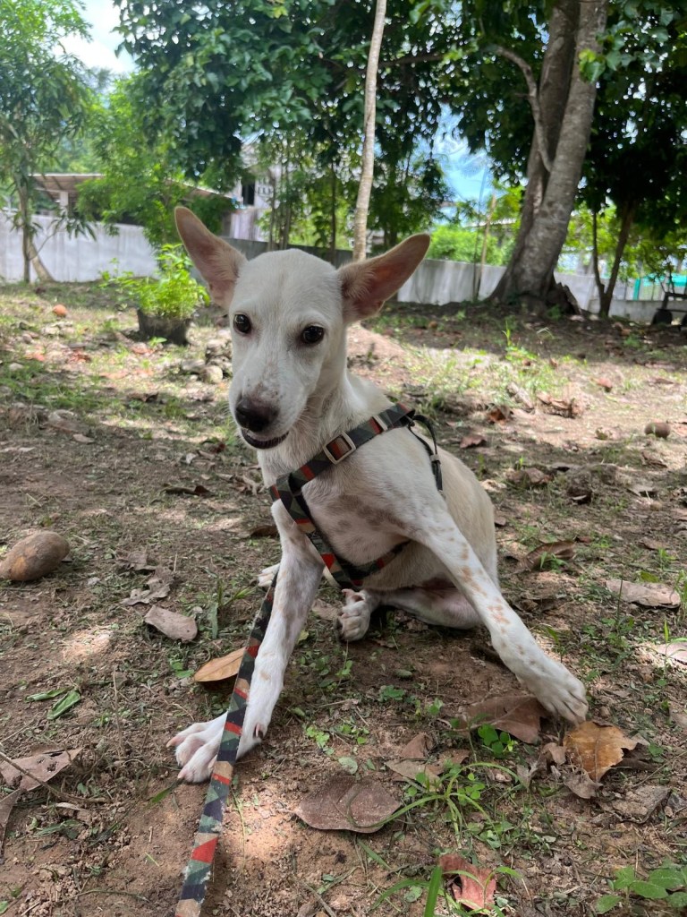 Blossom, a white dog with large pointed ears