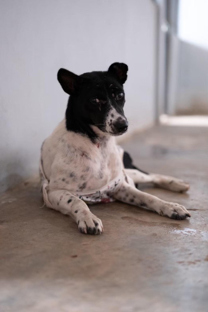 Katie, a black and white dog laying down on concrete floor.