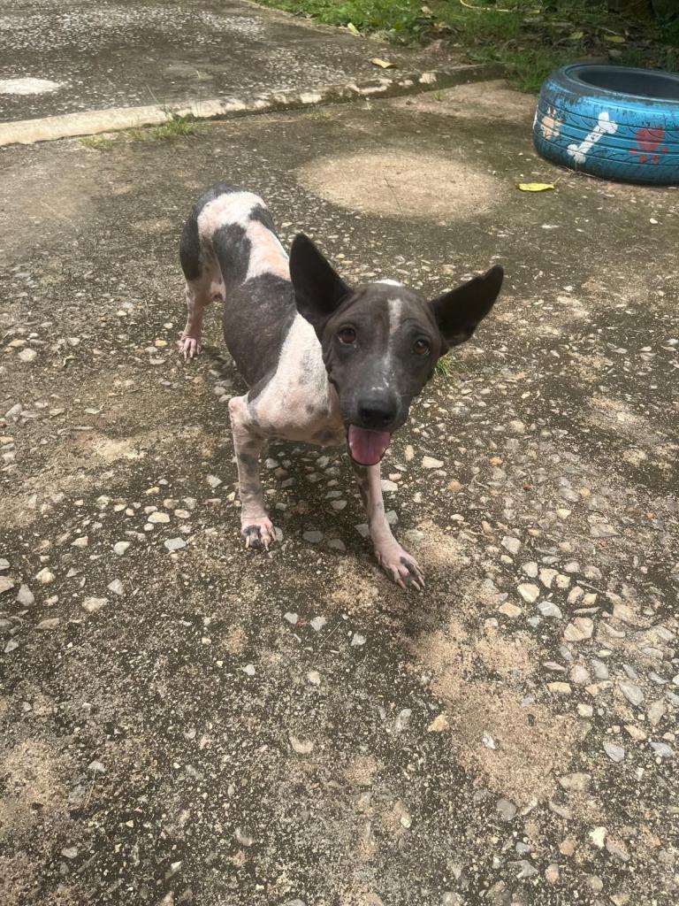 Lia, a black and white dog with pointe ears
